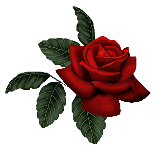 rosa1