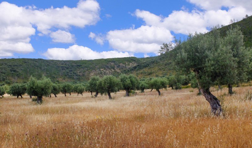 vale da mata Small